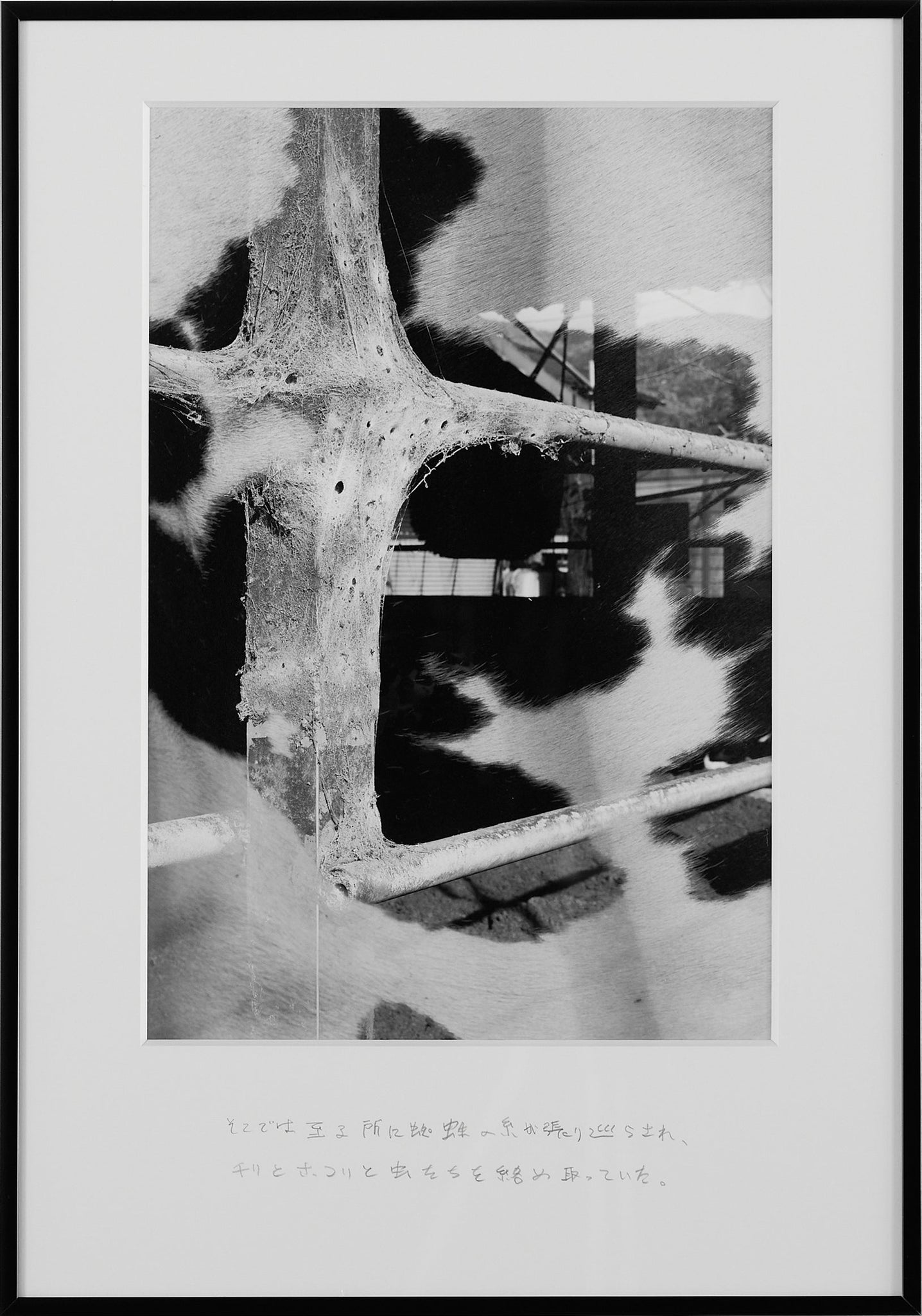 Spiderwebs Stretched Everywhere, Trapping Dust, Debris, and Insects. 1/5 API